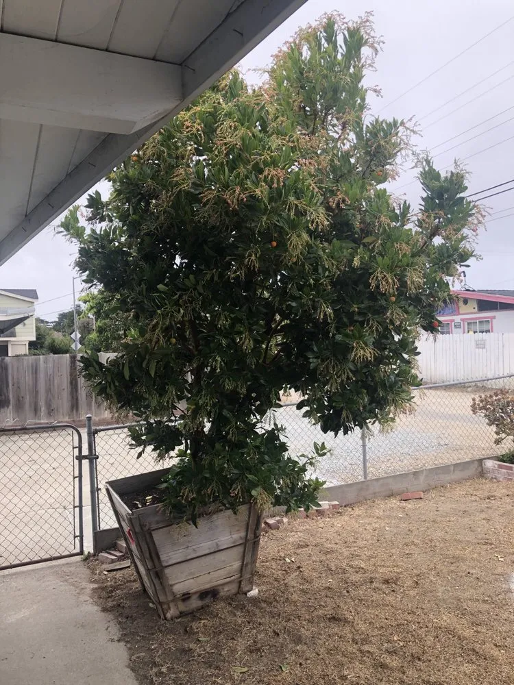 Reliable landscape design in Monterey, CA - River Landscape & Tree Service