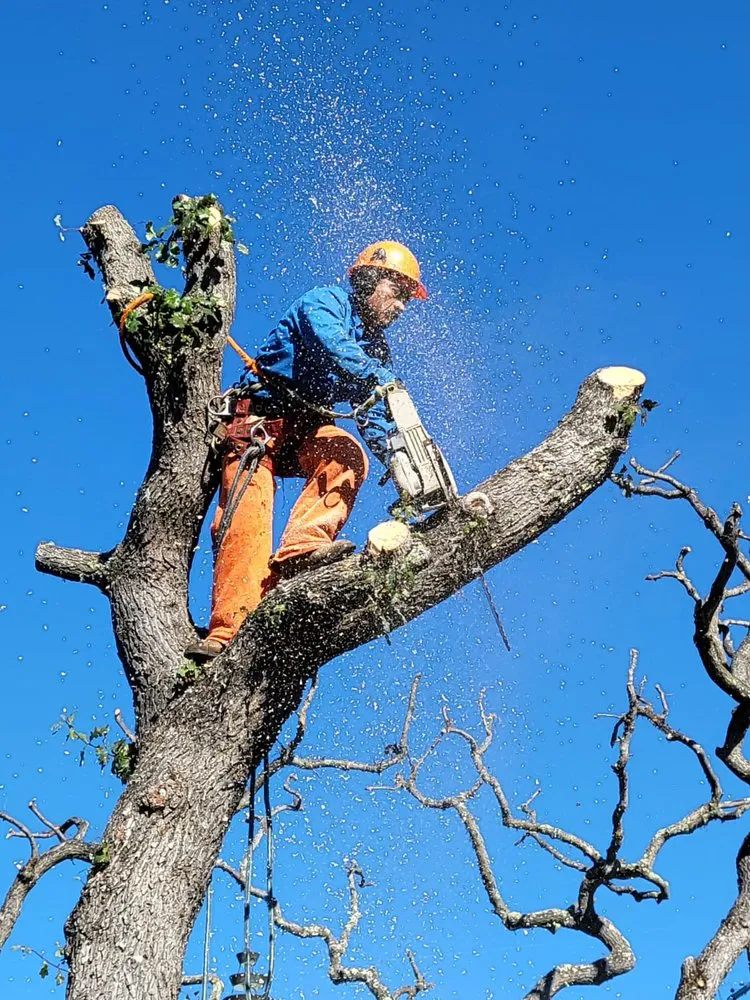 Custom yard cleanup service near you in Monterey, CA by River Landscape & Tree Service
