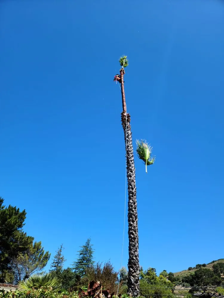 Affordable lawn mowing service in Monterey, CA - River Landscape & Tree Service