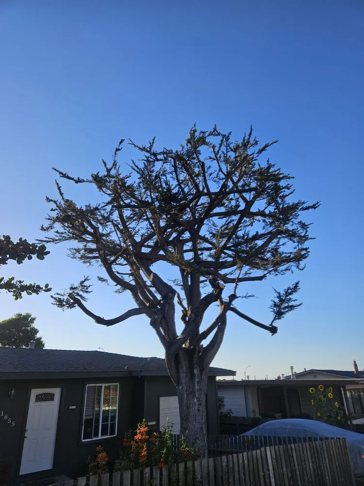 Top-rated yard maintenance for outdoor upgrades in Monterey, CA by River Landscape & Tree Service