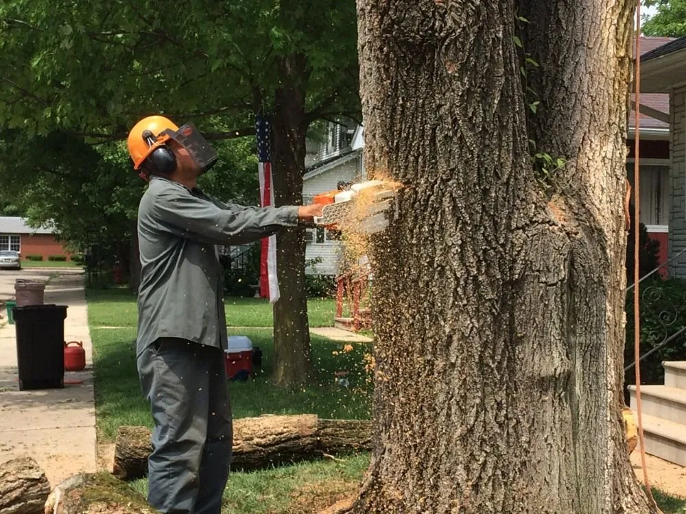 Professional yard cleanup service in Ladd, IL - River Landscaping & Tree Service