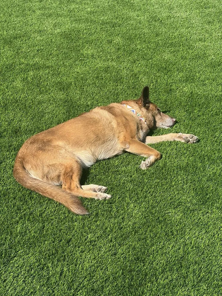 Professional outdoor landscaping with custom design across Lake Havasu City, AZ - River Palm Landscaping