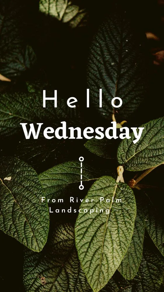 Top-rated lawn care service experts serving Lake Havasu City, AZ - River Palm Landscaping