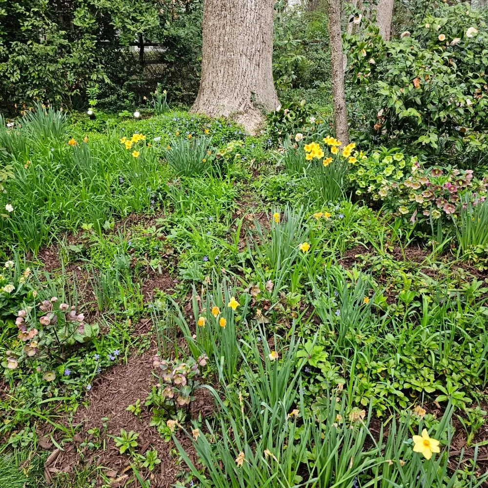 Professional garden landscaping in Potomac, MD - River Road Landscaping