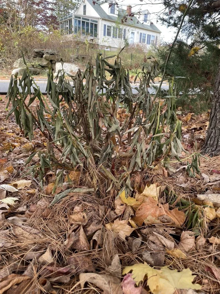 Reliable lawn care service for beautiful yards in Willimantic, CT by River Rock Landscaping And Construction