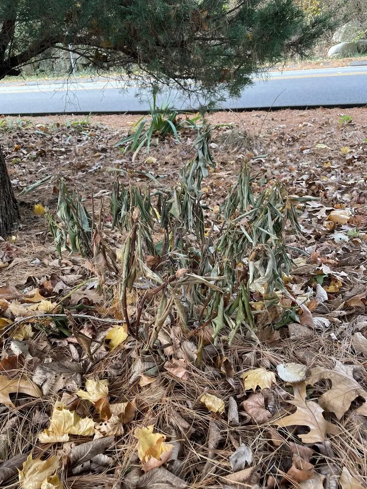 Expert landscape design in Willimantic, CT - River Rock Landscaping And Construction