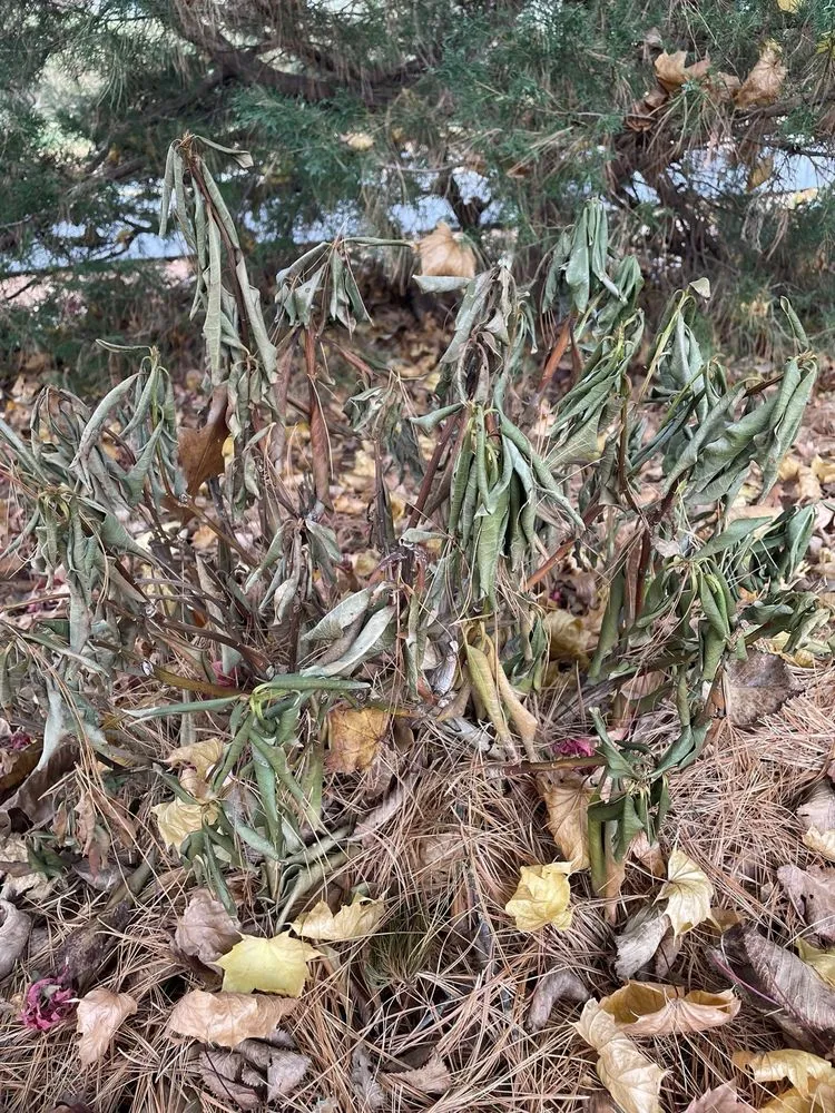 Reliable landscape installation in Willimantic, CT by River Rock Landscaping And Construction