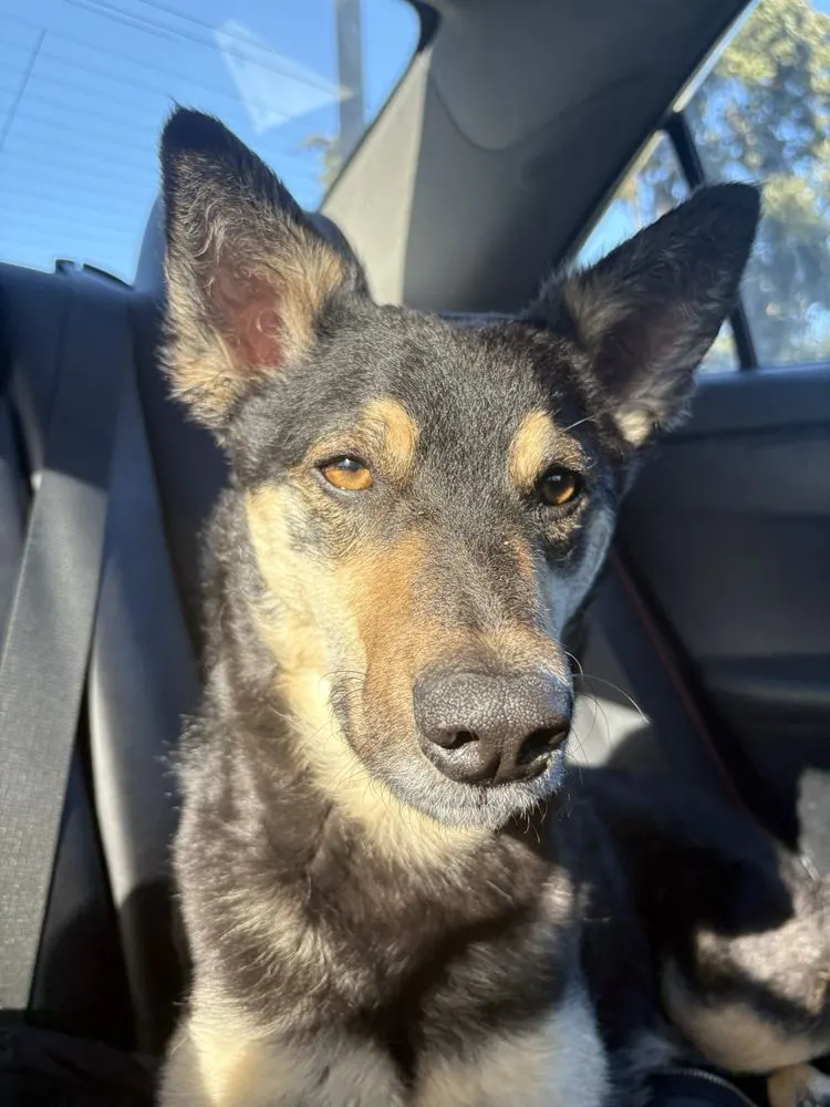 Local landscape design in Tacoma, WA - River Rock Landscaping Services