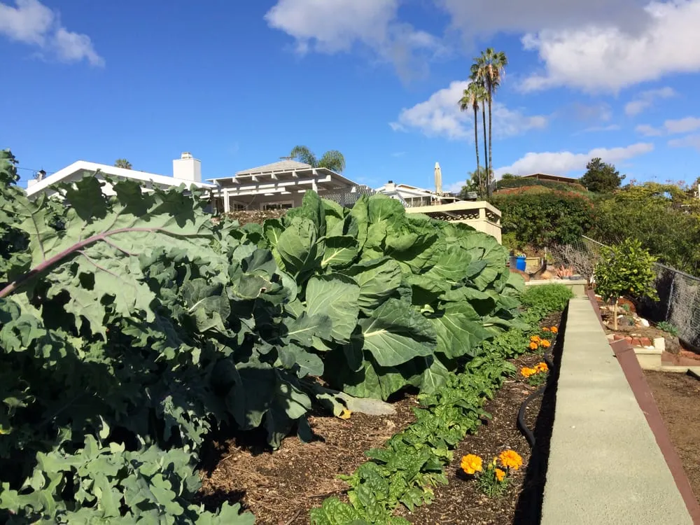 Expert landscaping services experts serving Escondido, CA - River Rock Outscape