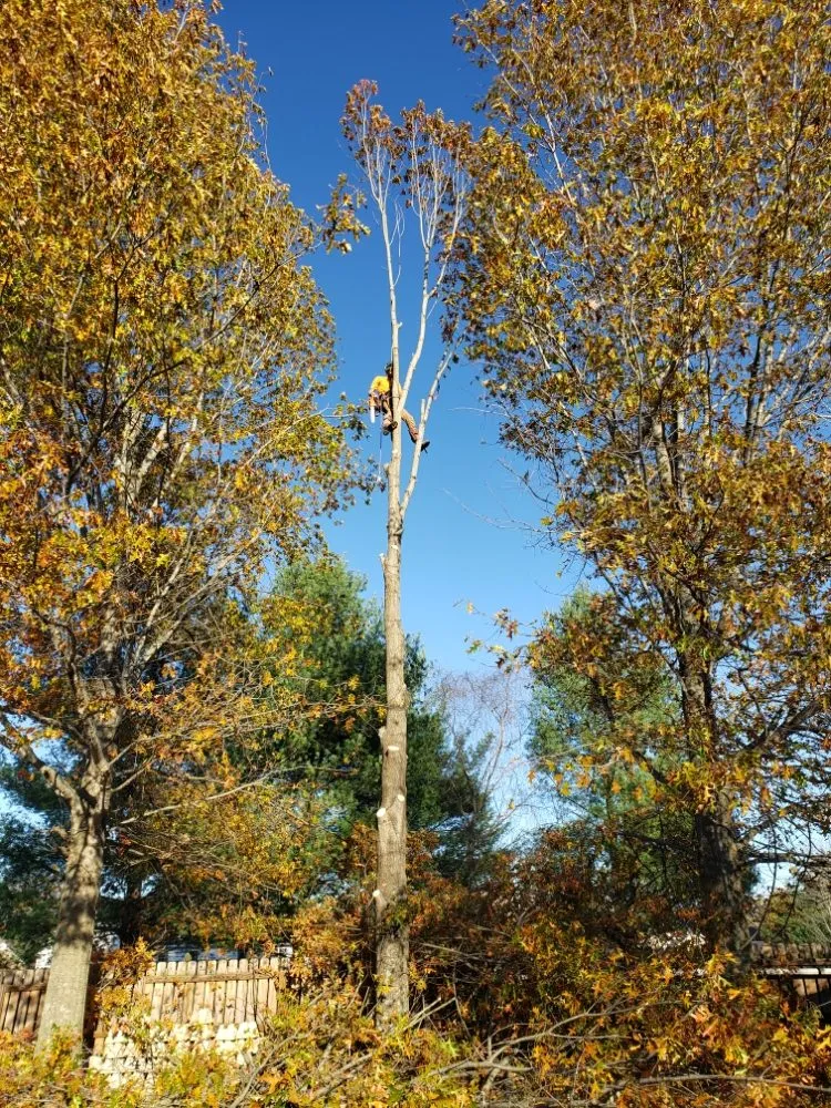 Trusted lawn care service with custom design in Clarksville, TN by River Valley Tree Service