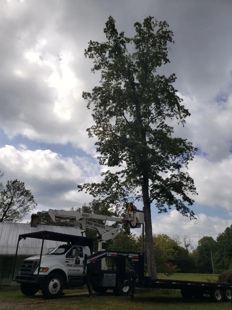 Local yard cleanup service in Clarksville, TN - River Valley Tree Service