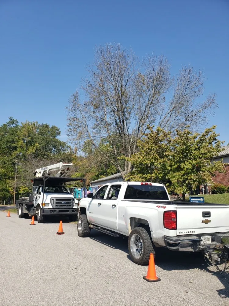 Professional yard cleanup service in Clarksville, TN - River Valley Tree Service