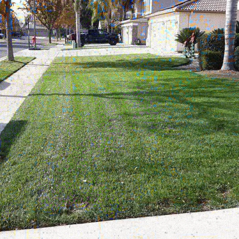 Top-rated yard maintenance for homes across Reedley, CA - Rivera Bros Gardening