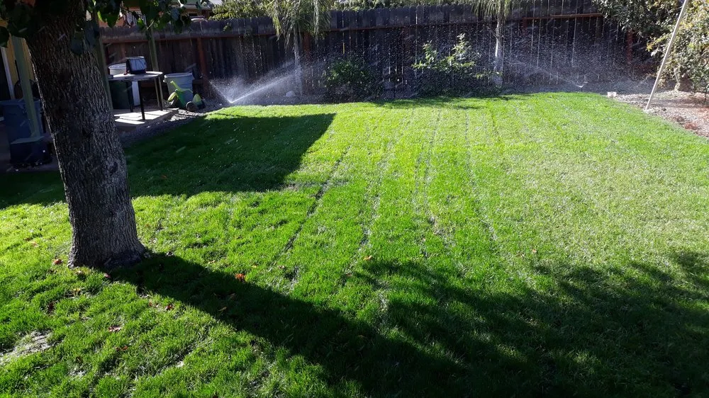 Trusted yard cleanup service experts serving Reedley, CA - Rivera Bros Gardening