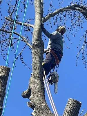 Rivera C Landscaping