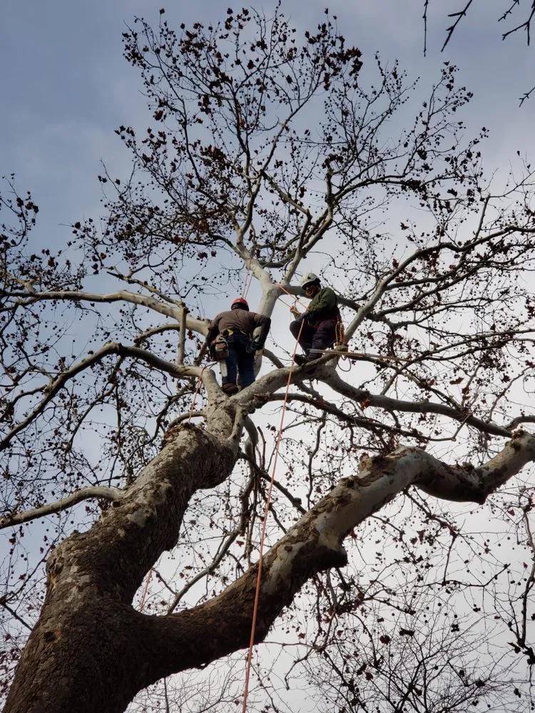 Professional outdoor landscaping for outdoor upgrades in Arlington Heights, IL by Rivera Landscaping & Tree Services