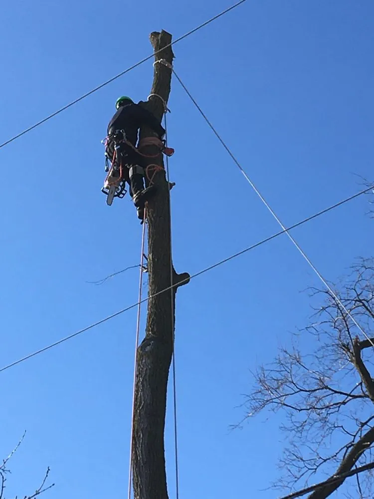 Professional landscape installation for outdoor upgrades across Arlington Heights, IL - Rivera Landscaping & Tree Services