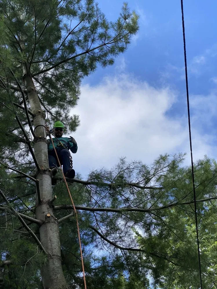 Expert landscaping services for homes across Arlington Heights, IL - Rivera Landscaping & Tree Services