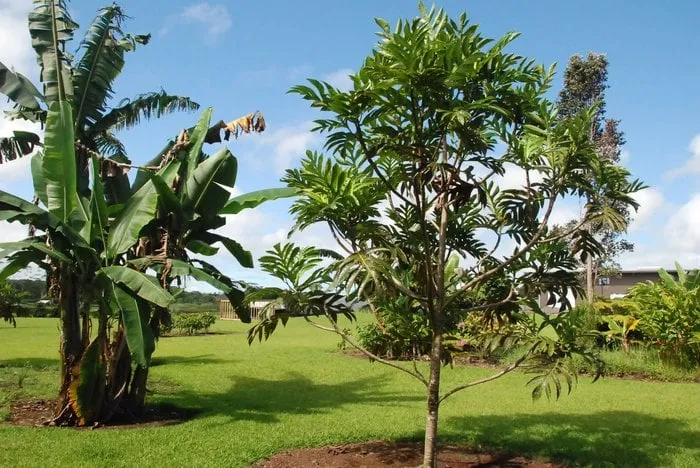 Affordable lawn care service in Arlington Heights, IL by Rivera Landscaping & Tree Services