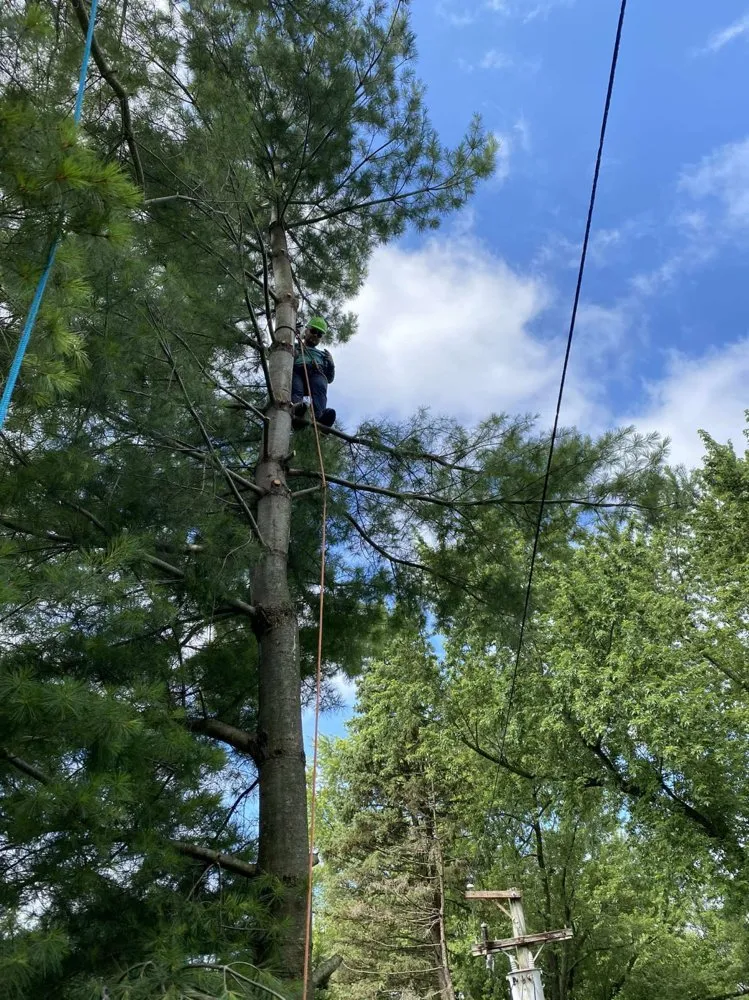 Custom landscape design experts serving Arlington Heights, IL - Rivera Landscaping & Tree Services