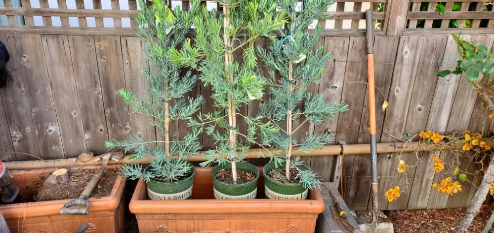 Custom lawn care service in Colma, CA - Rivera Landscaping