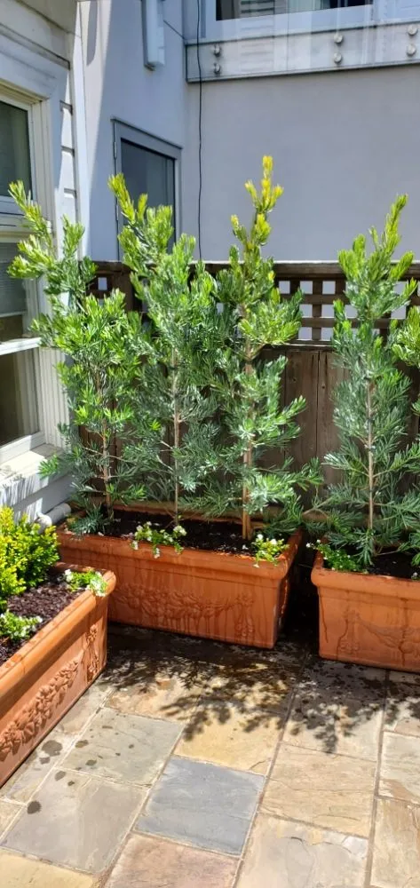 Custom landscape design in Colma, CA - Rivera Landscaping