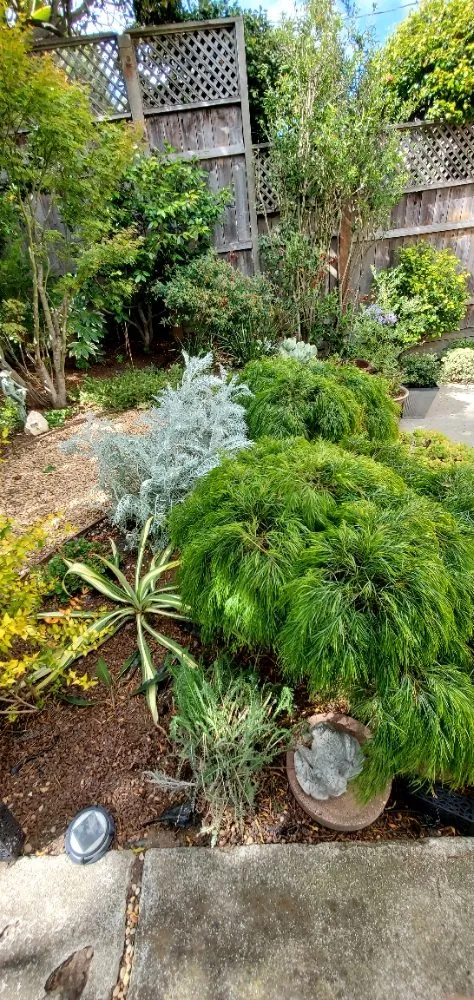 Local garden landscaping for beautiful yards in Colma, CA by Rivera Landscaping