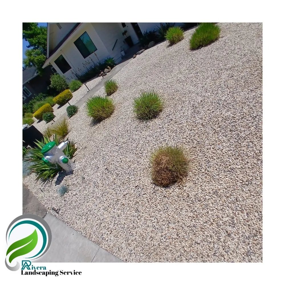 Top-rated yard maintenance near you in Vallejo, CA by Rivera Landscaping Service