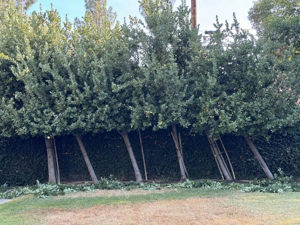 Affordable yard cleanup service in Sacramento, CA - Rivera Landscaping Services