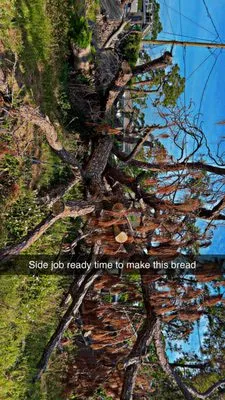 Rivera Lawn&Lanscape Logo