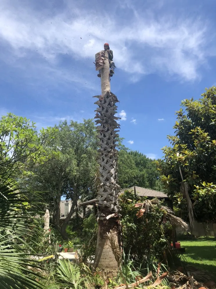 Affordable lawn care service experts serving Elgin, TX - Rivera Tree Service & Landscaping