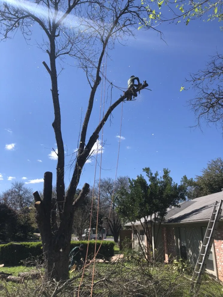 Custom garden landscaping for outdoor upgrades in Elgin, TX by Rivera Tree Service & Landscaping