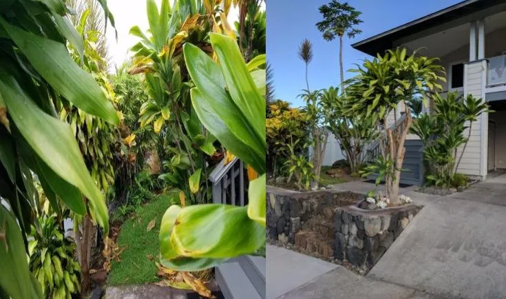 Expert yard maintenance in Kailua-Kona, HI by Rivera's Custom Landscaping and Excavating