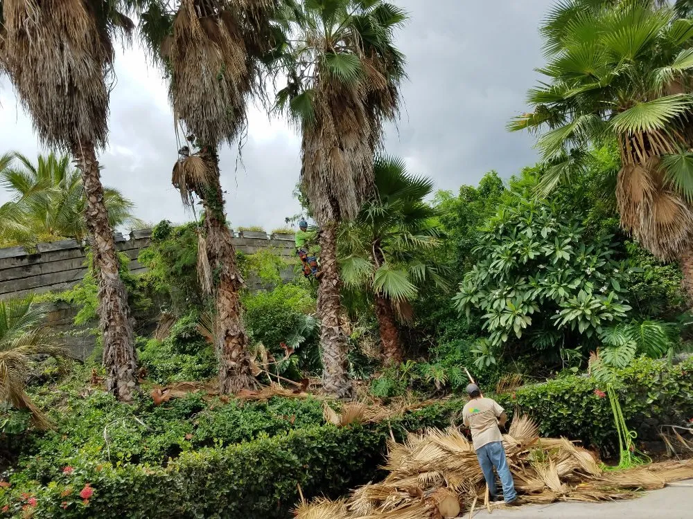 Affordable lawn care service for residential properties across Kailua-Kona, HI - Rivera's Custom Landscaping and Excavating