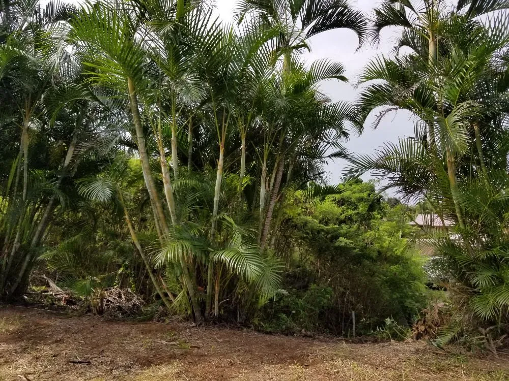 Top-rated lawn mowing service in Kailua-Kona, HI - Rivera's Custom Landscaping and Excavating