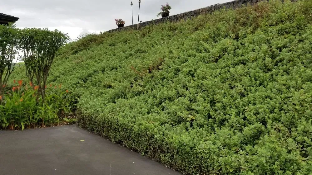 Professional lawn mowing service in Kailua-Kona, HI by Rivera's Custom Landscaping and Excavating
