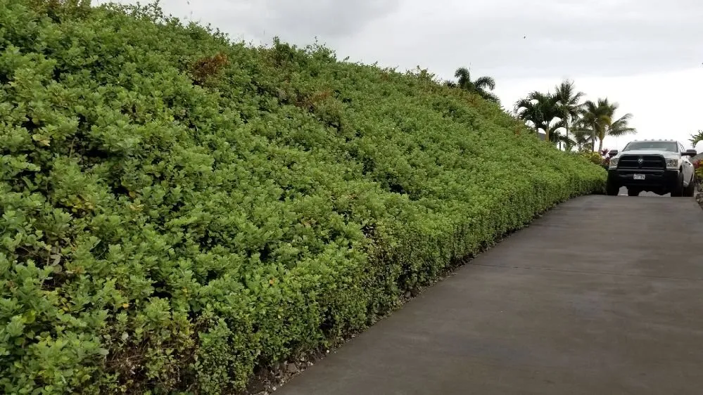 Custom yard cleanup service for beautiful yards across Kailua-Kona, HI - Rivera's Custom Landscaping and Excavating