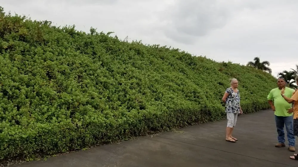Expert outdoor landscaping in Kailua-Kona, HI by Rivera's Custom Landscaping and Excavating