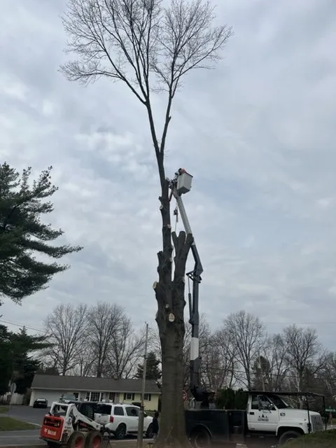 Professional yard maintenance in Elizabethtown, PA - Rivera's General Service