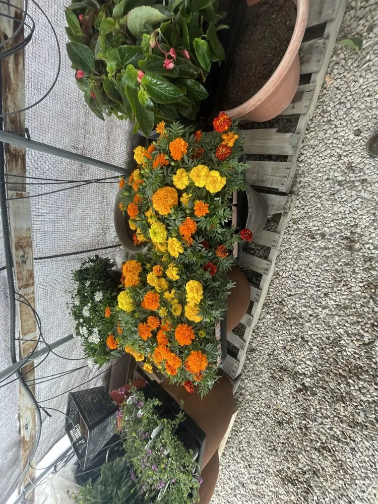 Professional residential landscaping for outdoor upgrades in Colorado Springs, CO by Riveras Landscape And Restoration