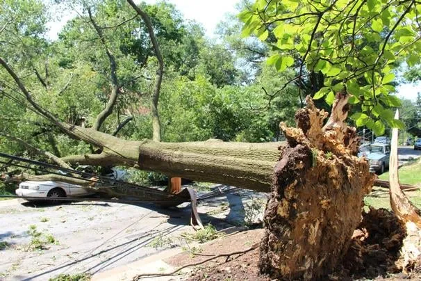 Affordable residential landscaping experts serving Herndon, VA - Rivera's Landscaping and Tree Service