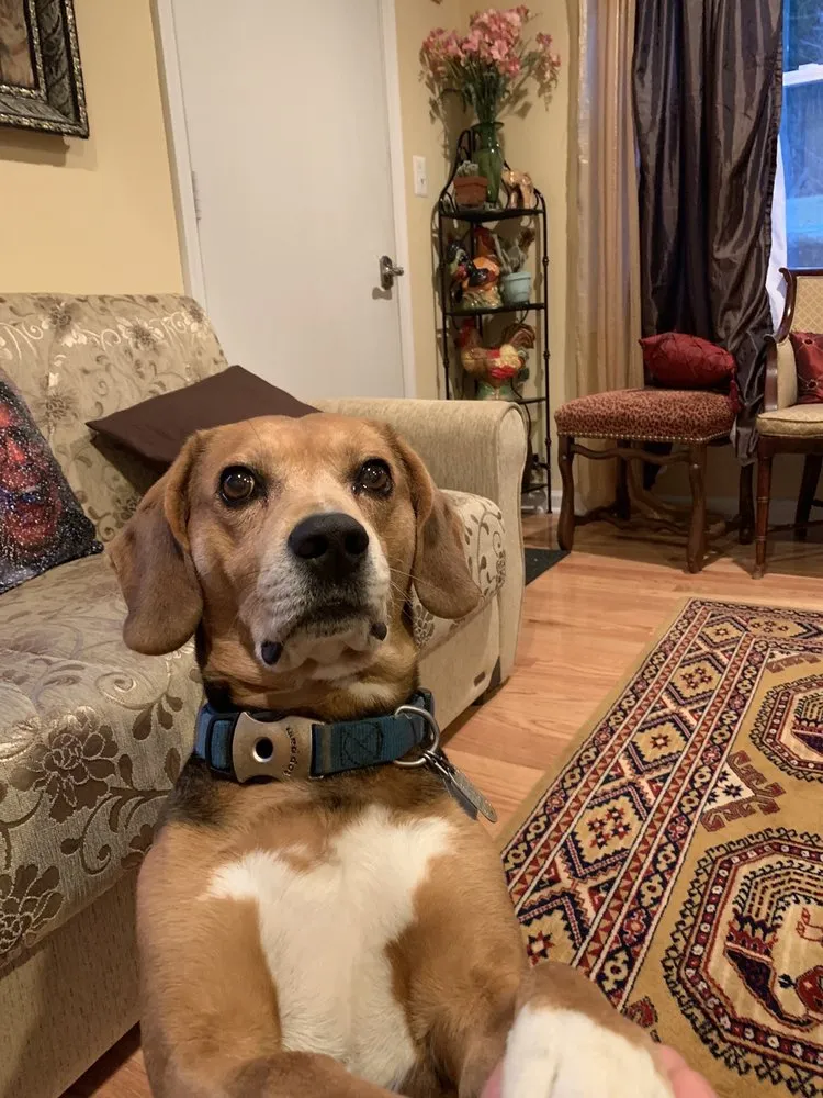 Reliable lawn mowing service for year-round maintenance in Herndon, VA by Rivera's Landscaping and Tree Service