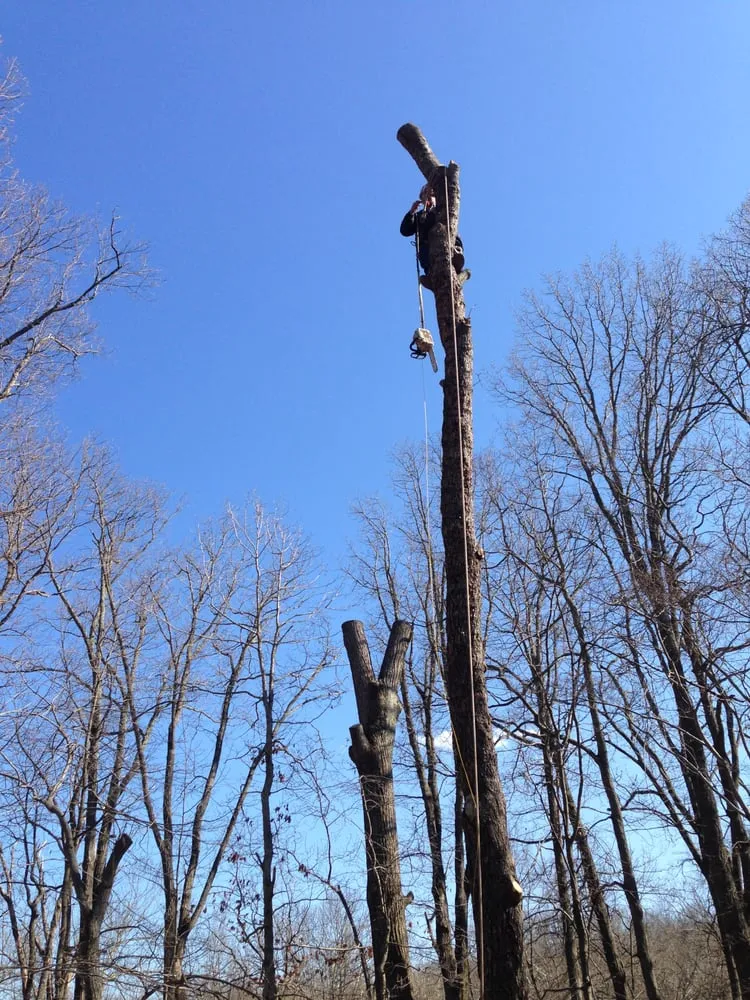 Reliable lawn care service for year-round maintenance across Herndon, VA - Rivera's Landscaping and Tree Service