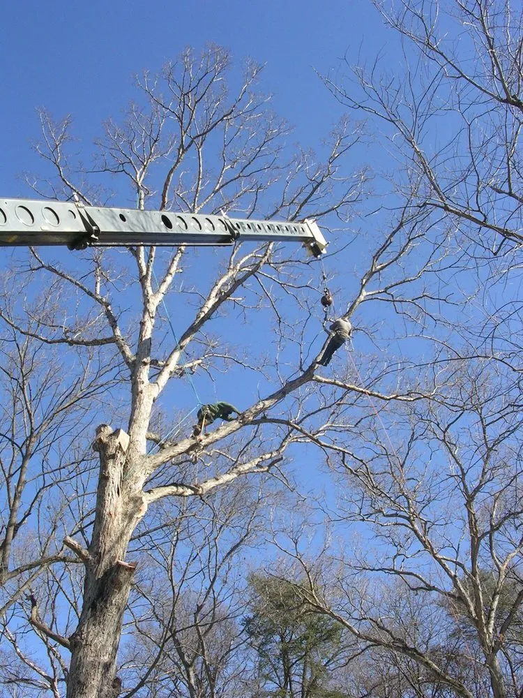 Professional lawn care service in Herndon, VA by Rivera's Landscaping and Tree Service