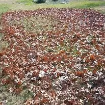 Affordable lawn care service experts serving Bee Cave, TX - Rivera's Landscaping