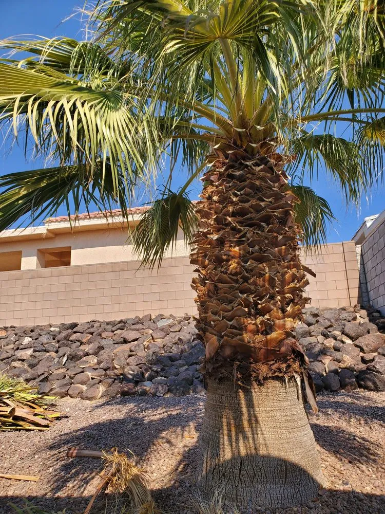 Trusted garden landscaping near you across Bullhead City, AZ - Rivera's Services