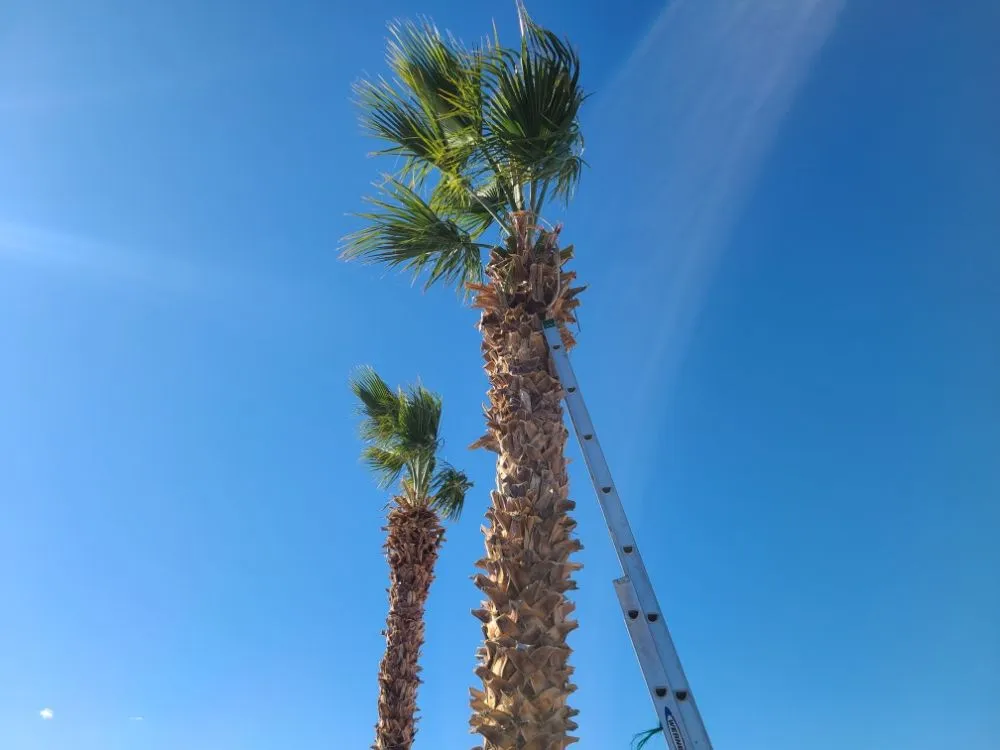 Custom yard cleanup service experts serving Bullhead City, AZ - Rivera's Services