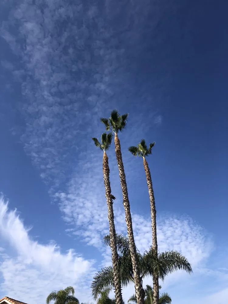 Trusted lawn care service for beautiful yards in Lake Forest, CA by Rivera's Tree Services