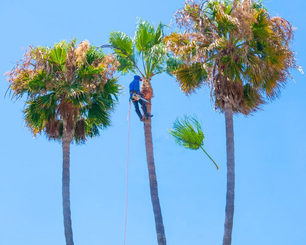 Expert landscape design for year-round maintenance in Lake Forest, CA by Rivera's Tree Services