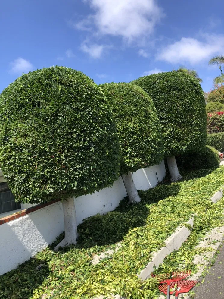 Local landscaping services for outdoor upgrades in Lake Forest, CA by Rivera's Tree Services